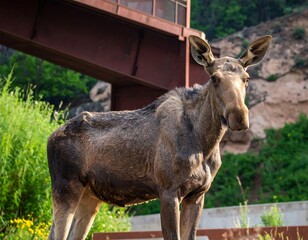 Moose standing beneath a bridge