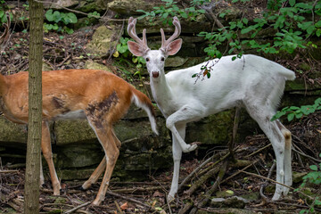white tailed deer