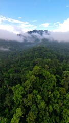 Lush green forest landscape, misty mountains