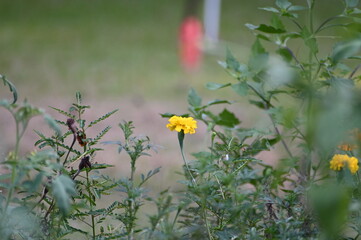 Marigolds in the Garden