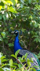 Peacock in lush foliage