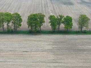 Aerial view of a row of trees, trees in spring between fields, fields, arable land, cultural landscape