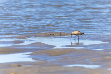 干潟を歩くオオソリハシシギ