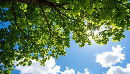 Lush green leaves against a bright blue sky