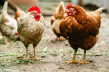 Two chickens, one white and one brown, are foraging on the ground in a rural farm setting. Other chickens are visible in the background, exploring their surroundings.