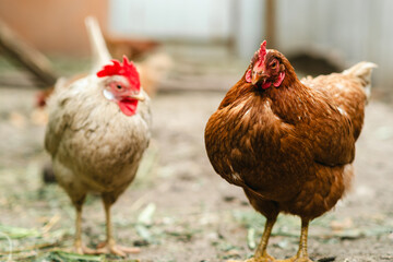 Two chickens, one white and one brown, are foraging on the ground in a rural farm setting. Other chickens are visible in the background, exploring their surroundings.