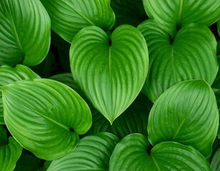 Lush green leaves filling the frame