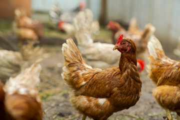 Brown hen roaming in a farmyard during a sunny afternoon