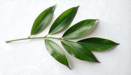 Obraz premium Green leaves on white background