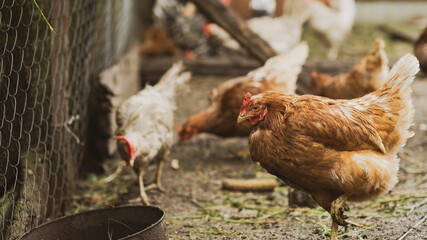 Brown hen roaming in a farmyard during a sunny afternoon