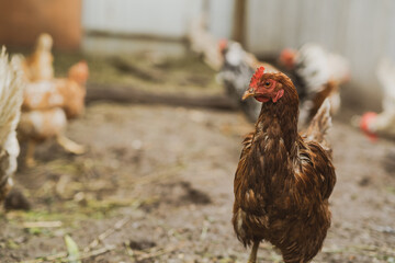 Brown hen roaming in a farmyard during a sunny afternoon