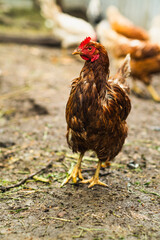 Brown hen roaming in a farmyard during a sunny afternoon