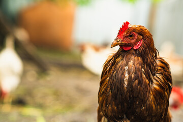 Brown hen roaming in a farmyard during a sunny afternoon