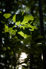 Sunlit Green Leaves in Landscape, Nature Scene, 6 September 2025