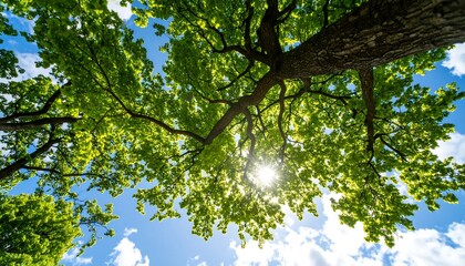 Lush green tree canopy, sun shining through