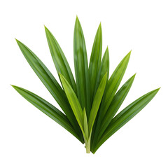 Obraz premium Vibrant Pandan Leaves Tropical Green Foliage, Isolated on Black