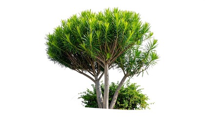 Lush green tree with trimmed shape