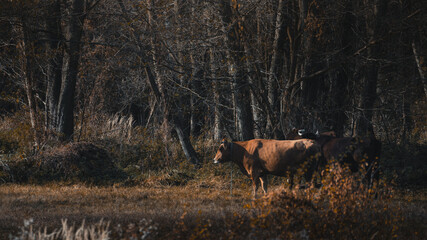 Title: Cows in a picturesque forest, with dry grass and leaves in warm autumn light, create an...