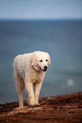Maremma Dogs guarding gannet breeding colony