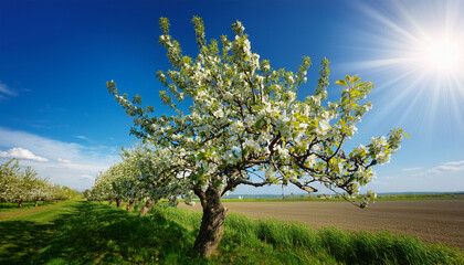 Fototapeta premium Pear Tree In Blossom With Green Fruit Under Bright Blue Sky
