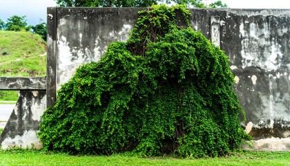 Lush green vine climbing weathered wall