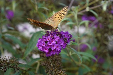 butterfly on flower