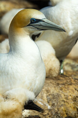 Australasian Gannet chick with parent at nest