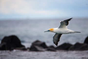 Australasian Gannet in flight against sea