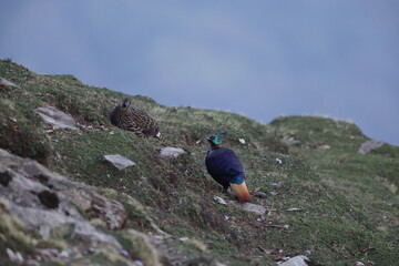 The Himalayan monal (Lophophorus impejanus), also called Impeyan monal and Impeyan pheasant, is a pheasant native to Himalayan forests. This photo was taken in North India.