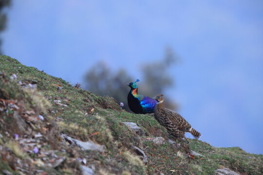 The Himalayan monal (Lophophorus impejanus), also called Impeyan monal and Impeyan pheasant, is a pheasant native to Himalayan forests. This photo was taken in North India.