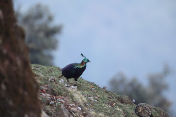 The Himalayan monal (Lophophorus impejanus), also called Impeyan monal and Impeyan pheasant, is a pheasant native to Himalayan forests. This photo was taken in North India.