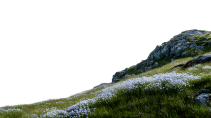 hillside covered with vibrant green grass and delicate white flowers isolated on white background