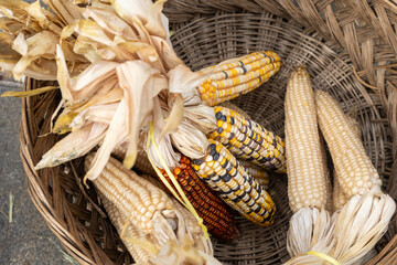Dried corn cobs resting in a woven basket: celebrating autumn harvest