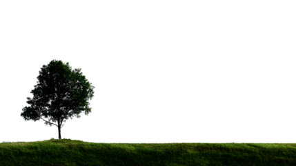 lone tree standing on green meadow isolated on white background