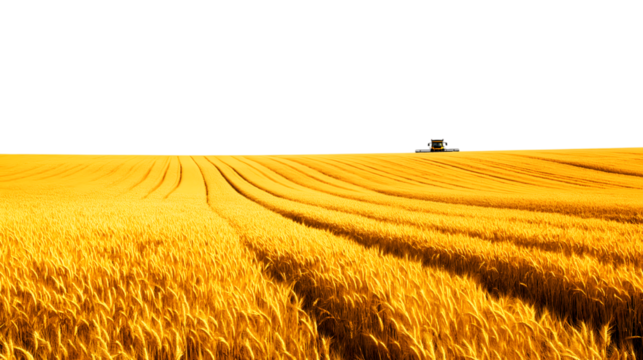 golden wheat field isolated on white background