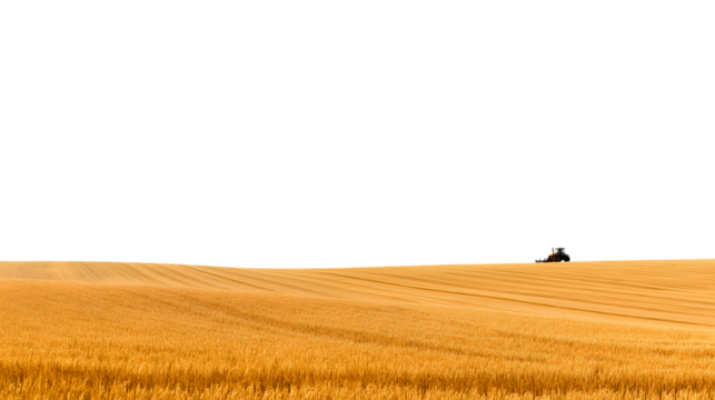 A lone tractor harvesting wheat in expansive golden field isolated on white background