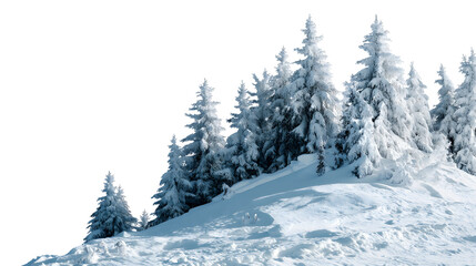 Fototapeta premium snow-covered fir trees on a snowy hill landscape isolated on white background