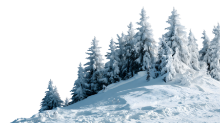 snow-covered fir trees on a snowy hill landscape isolated on white background