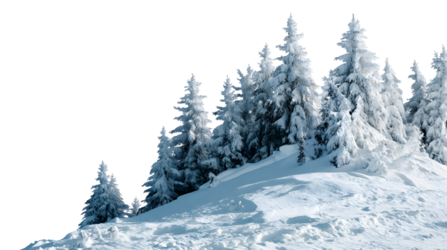 snow-covered fir trees on a snowy hill landscape isolated on white background