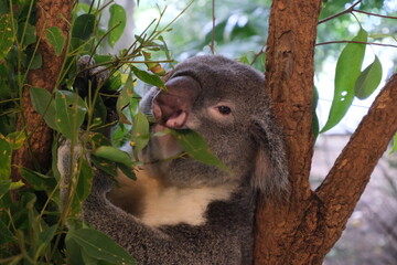 Koala Clinging to Tree Australia