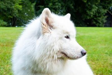 Fototapeta premium Fluffy white Samoyed dog with friendly demeanor is enjoying a sunny day in nature, showcasing its playful spirit and affectionate personality in a vibrant green setting