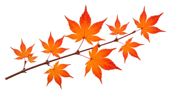A branch with vibrant orange maple leaves during autumn, isolated on transparent background