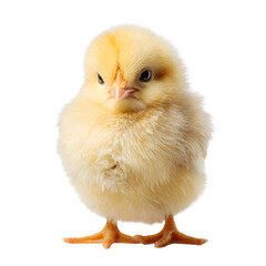 Adorable, fluffy chick isolate on white background