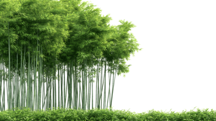 lush green bamboo forest isolated on white background