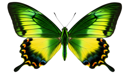 A vibrant green and yellow butterfly with intricate wing patterns, isolated on transparent background