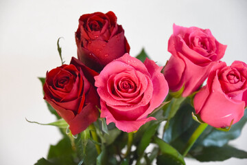 赤とピンクのばら