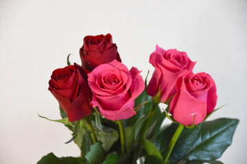 赤とピンクのばら