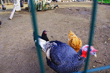 Turkey and hens, poultry, animal, nature.