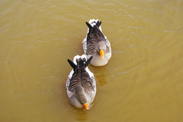 Geese swimming in a lake in a park, poultry, animal.