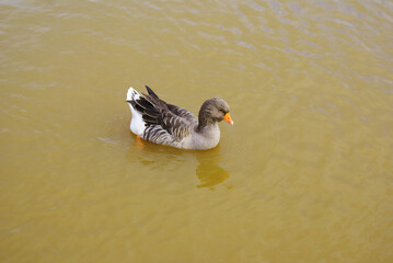 Geese swimming in a lake in a park, poultry, animal.